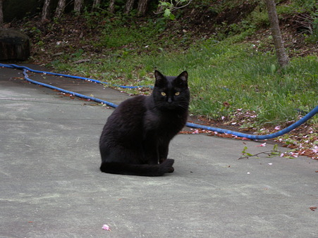 黒ねこさん