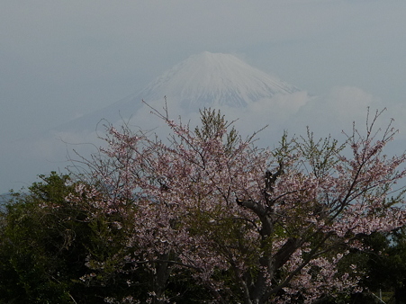 100403-日本平1 (5)