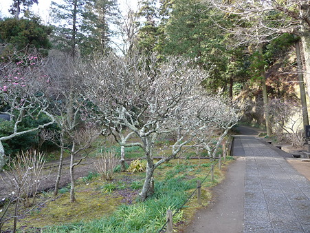 110225-東慶寺 (15)