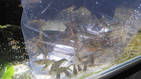 ebi