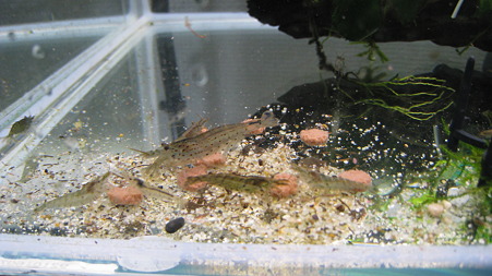 ebi