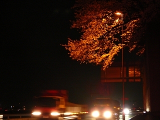 夜桜3