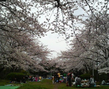 桜