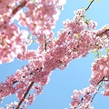 青空に映える桜の天の川