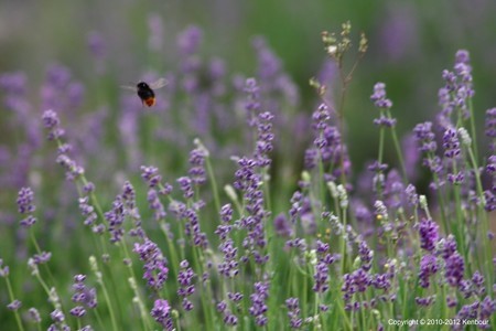 Blog_20120708_Lavendar_07