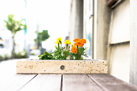 マリーゴールド NEX5 FD50 F1.4
