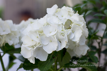 NEX-5 FD50 F1.4