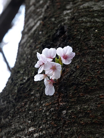 恩田川26