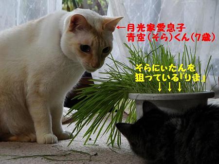 そらにぃたんを狙う『りま』