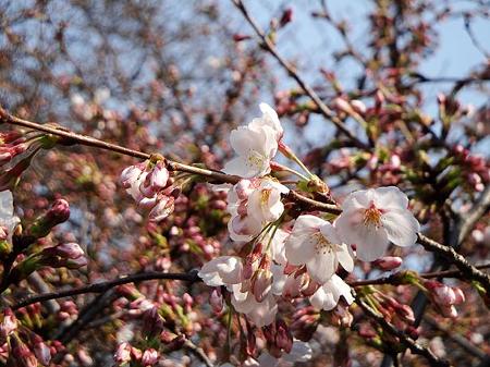 2011.03.30 目黒川の桜