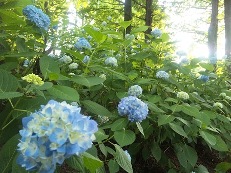 紫陽花がいっぱい