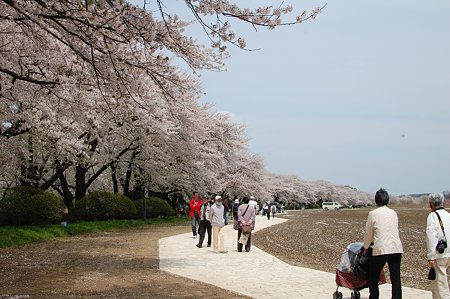 桜キレイだったね