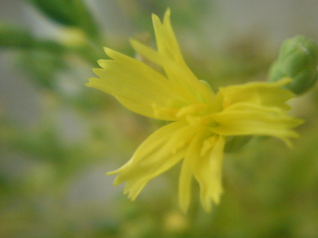別の種類のレタスの花