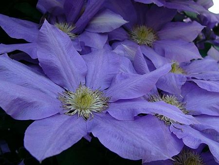 お花