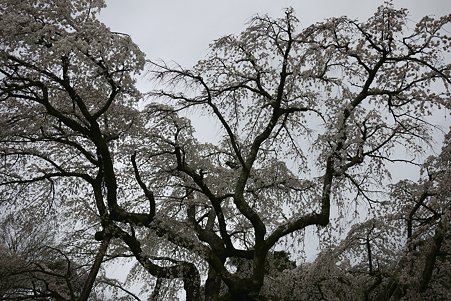 2010.04.01　小田原　長興山　枝垂桜-2