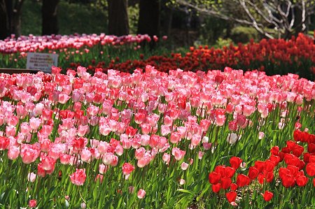 2010.04.19　横浜公園　チューリップ祭り-1
