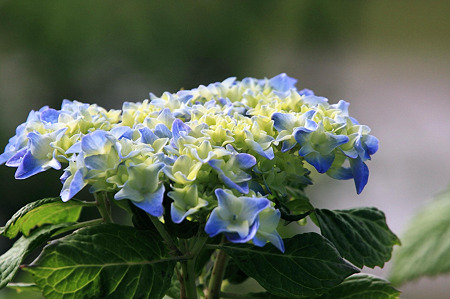 2010.05.25　和泉川　紫陽花