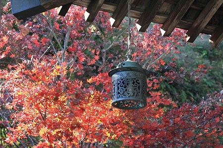 2010.11.29 鎌倉 海蔵寺 吊り灯籠と紅葉