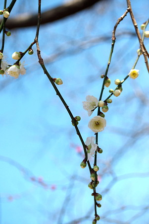 2011.02.22　大池公園　ウメ　開花