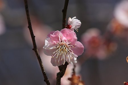 2011.03.19　大池公園　梅　紅白