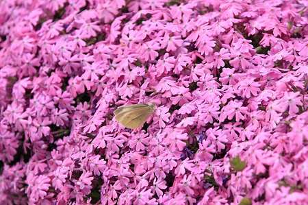 2011.04.18　和泉川　芝桜にモンシロチョウ