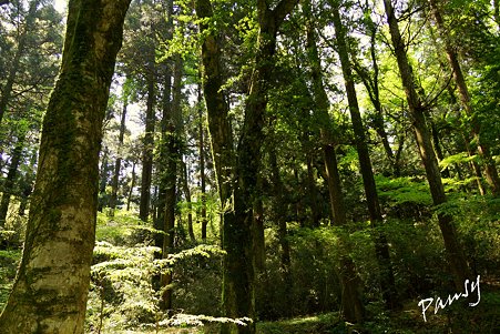 鎮守の杜・・箱根 駒形神社・・5