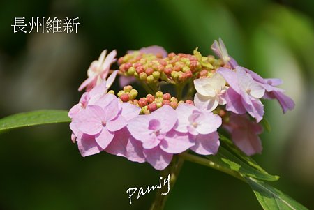 長州維新・・光則寺の山アジサイ 20