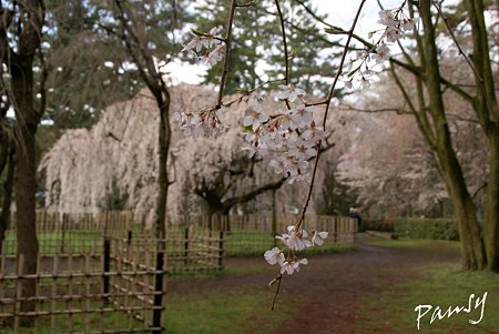 しだれ桜・・1 京都御苑 2010