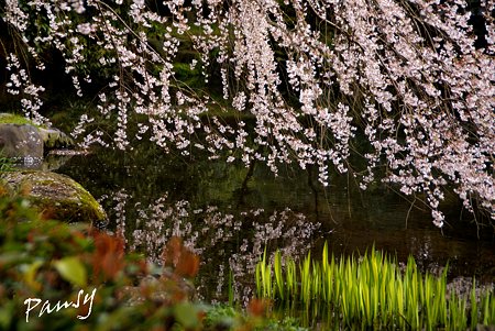 桜咲く池・・ しだれ桜・・6 京都御苑 2010