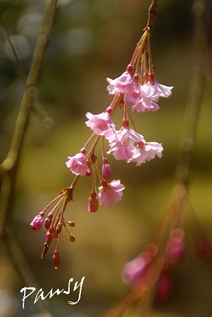 咲き始め・・