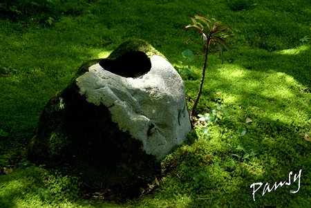 苔の庭・・