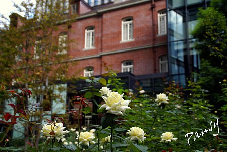 白い薔薇と・・ブリックスクエア・・2