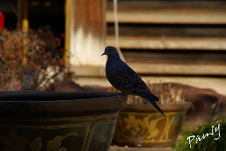 寺院の鳩・・池上さんぽ~30