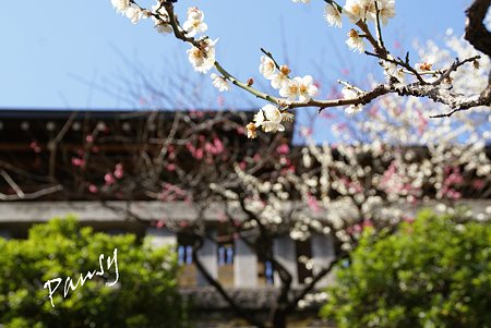 梅咲く・・湯島天神・・15