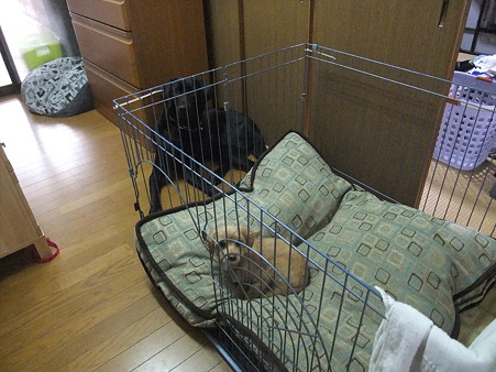 先住ワンちゃん達