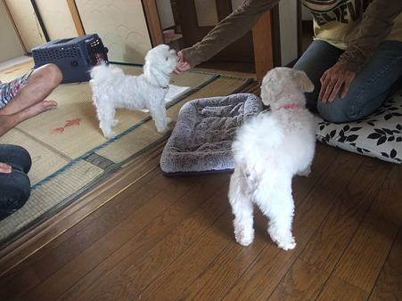 2頭の関係はどうかな?