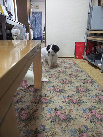 色々散策するキット