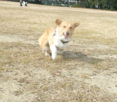 走ってくる。