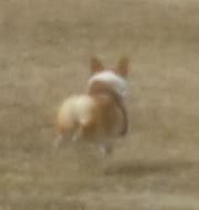 飛行犬