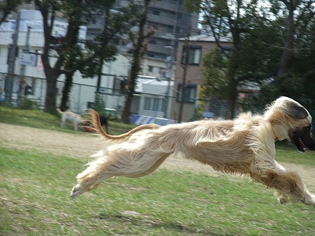これぞアフガンの走り!!
