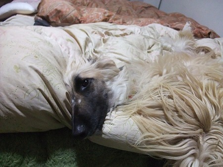 犬用布団(旧旦那用)