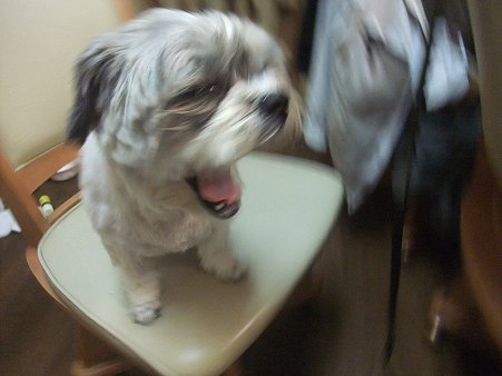 なんでワタシだけ留守番やねん!!