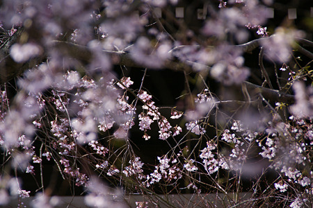 輝く枝垂れ桜、本覚寺!(100327)