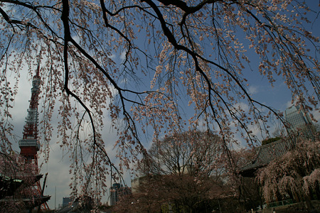 しだれ桜、東京タワー!(100326)