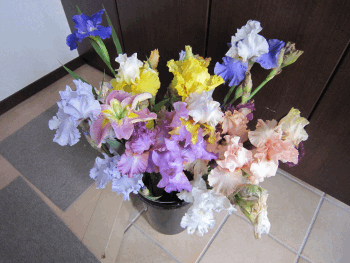 IMG_239520110517204722