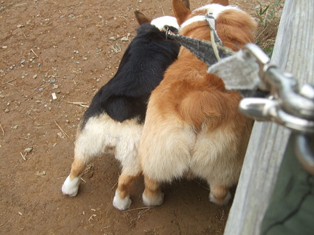 2010.9.19むぎや 002