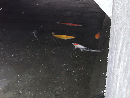 ０５．前の川には錦鯉や…。