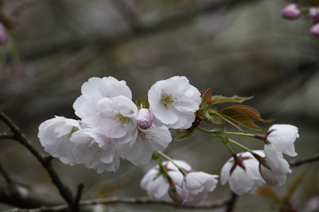 常照皇寺 - 11