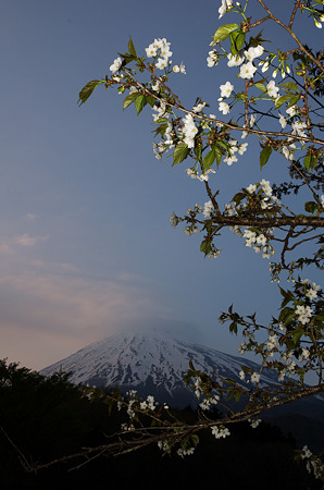 桜富士山
