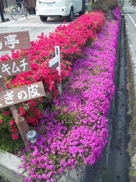 我が家の庭の垣根 芝桜とつつじのナイスコラボレーションなう Photo Sharing Photozou